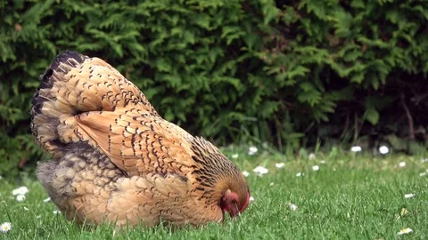 Cicken pecking in the grass and scratching on the meadow Stock Footage 108582574