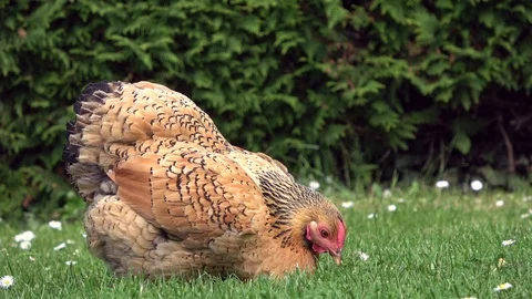 Cicken pecking in the grass and scratching on the meadow Stock Footage 108582626