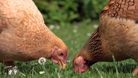Cickens pecking in the grass and scratching on the meadow Stock Footage 108580461