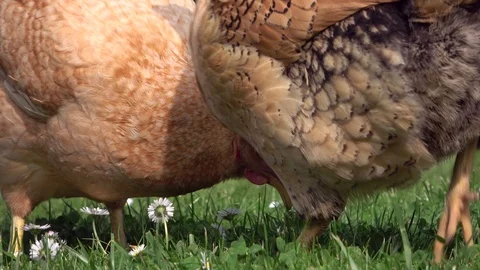 Cickens pecking in the grass and scratching on the meadow Stock Footage 108580517