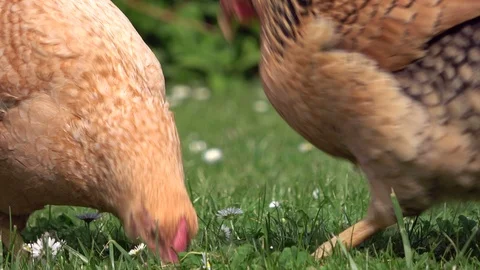 Cickens pecking in the grass and scratching on the meadow Stock Footage 108580558