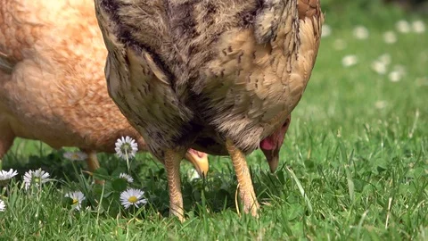 Cickens pecking in the grass and scratching on the meadow Stock Footage 108580736