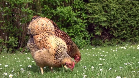 Cickens pecking in the grass and scratching on the meadow Stock Footage 108580889