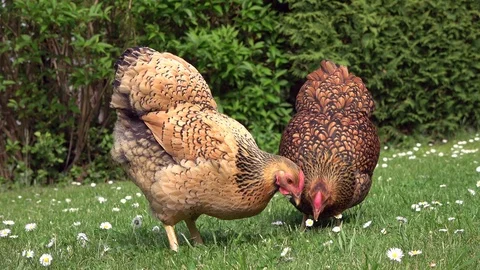 Cickens pecking in the grass and scratching on the meadow Stock Footage 108580983