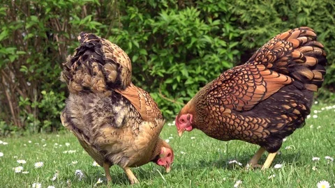 Cickens pecking in the grass and scratching on the meadow Stock Footage 108581104