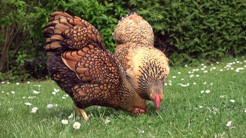 Cickens pecking in the grass and scratching on the meadow Stock Footage 108581224