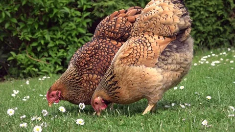 Cickens pecking in the grass and scratching on the meadow Stock Footage 108581287