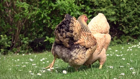 Cickens pecking in the grass and scratching on the meadow Stock Footage 108581424