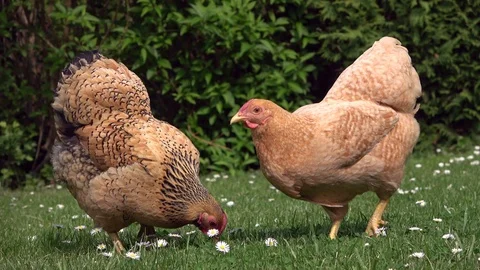 Cickens pecking in the grass and scratching on the meadow Stock Footage 108581651
