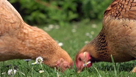 Cickens pecking in the grass and scratching on the meadow Stock Footage 108581708
