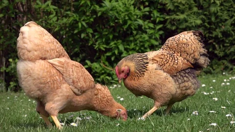 Cickens pecking in the grass and scratching on the meadow Stock Footage 108581831