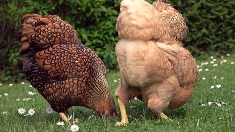 Cickens pecking in the grass and scratching on the meadow Stock Footage 108581888