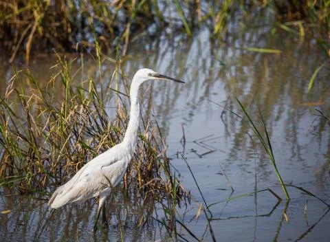 Ciconiiformes in the field. Fotos Stock
