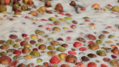 Cider apples in distillery Stock Footage 120910163