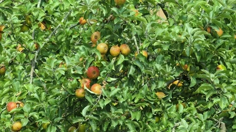 Cider apples ripened on the old apple tree. Stock Footage 345287586