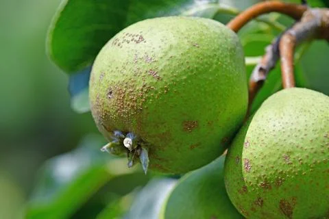 Cider pear on a tree Stock Photos