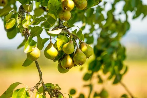Cider pears on a tree Stock Photos