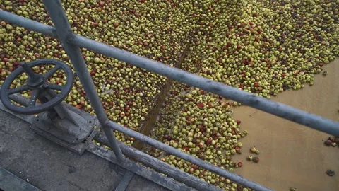 Cider Production Factory Processing Apple Fruits On Industrial Conveyor Stock Footage 205316010