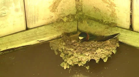 Ciff Swallow working on its nest I Stock Footage 23019873