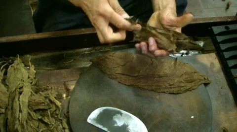 Cigar Preparation Video stock 145886