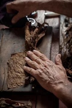 Cigar rolling or making by torcedor in cuba Stock Photos