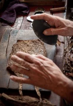 Cigar rolling or making by torcedor in cuba Stock Photos