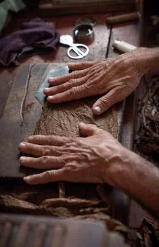 Cigar rolling or making by torcedor in cuba Stock Photos