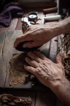 Cigar rolling or making by torcedor in cuba Stock Photos