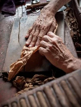 Cigar rolling or making by torcedor in cuba Photos