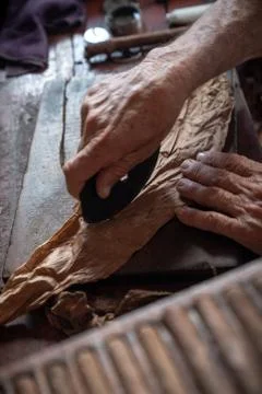 Cigar rolling or making by torcedor in cuba Stock Photos