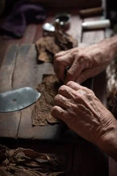 Cigar rolling or making by torcedor in cuba Stock Photos