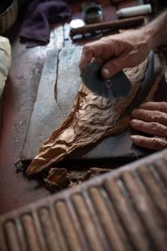 Cigar rolling or making by torcedor in cuba Stock-Fotos