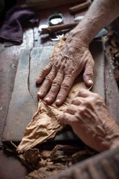 Cigar rolling or making by torcedor in cuba Stock Photos