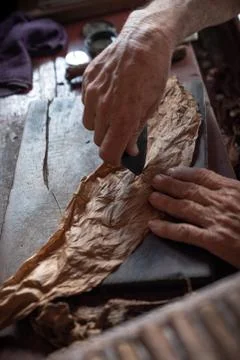 Cigar rolling or making by torcedor in cuba Stock Photos
