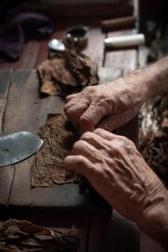 Cigar rolling or making by torcedor in cuba Stock Photos
