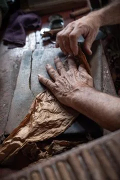 Cigar rolling or making by torcedor in cuba Stock Photos