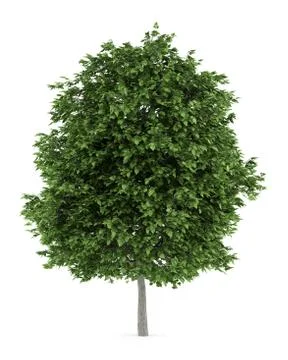 Cigar tree isolated on white background Stock Illustration