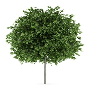 Cigar tree isolated on white background Illustrazione stock