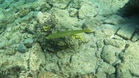 Cigar Wrasse Explores Coral Reef Vídeo Stock 305910090