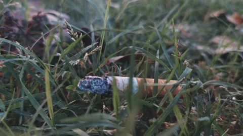 A cigarette burning in the grass