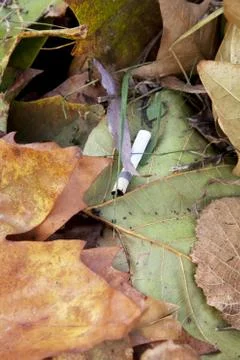 Cigarette butt in leaves Stock Photos