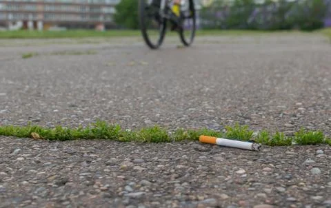 Cigarette butt lie on the asphalt path Stock Photos