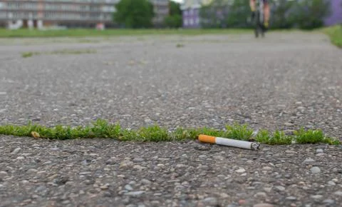 Cigarette butt lie on the asphalt path Stock Photos