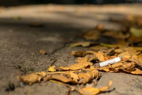 Cigarette butt lies on the asphalt path on the fallen autumn leaves Foto stock