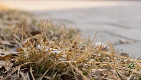 Cigarette butt lying on the dry spring grass, near the footpath Stock Photos