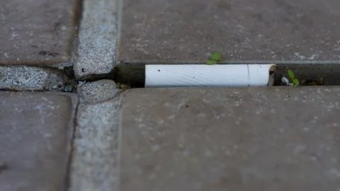 Cigarette butt lying on a pavement alongside a small weed growing through the Stock Photos