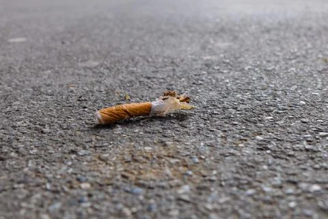 Cigarette butt on the street Stock Photos