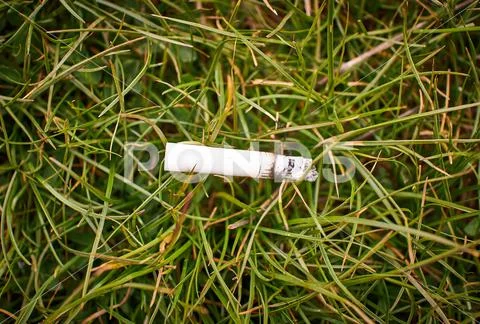A cigarette butt thrown by a man in the middle of the forest Stock Photos