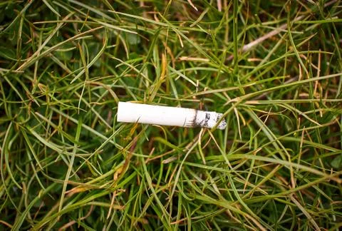 A cigarette butt thrown by a man in the middle of the forest Stock Photos
