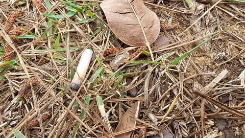 Cigarette butt thrown into nature Foto stock